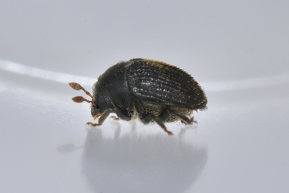 Hylesinus toranio (=oleiperda), Scolytidae, maschio